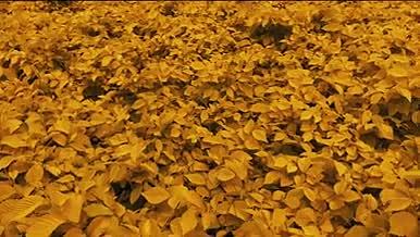 自然景观黄色叶子植物4K高清实拍视频素材视频的预览图